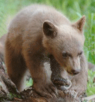 Cute bear cub
