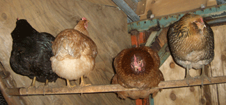 Chickens in the old coop